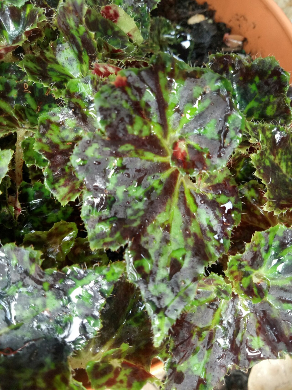 B. ‘Ginger Crunch’